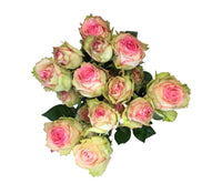Esperance Rosen