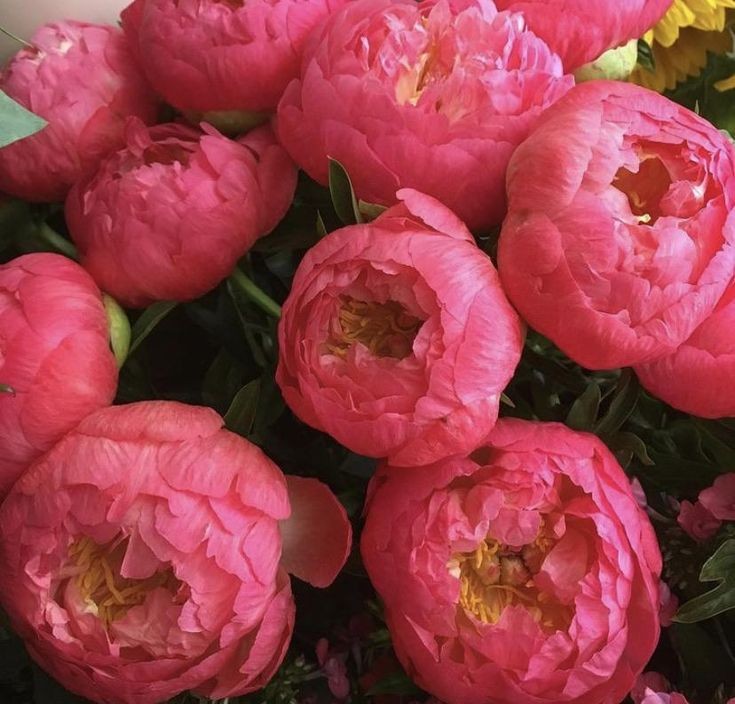 Nahaufnahme leuchtend lachsfarbener Pfingstrosen Coral Sunset – frische Schnittblumen bei Blumen Kreativ Wien